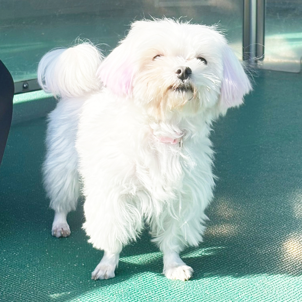 生徒が撮影したモデル犬写真①